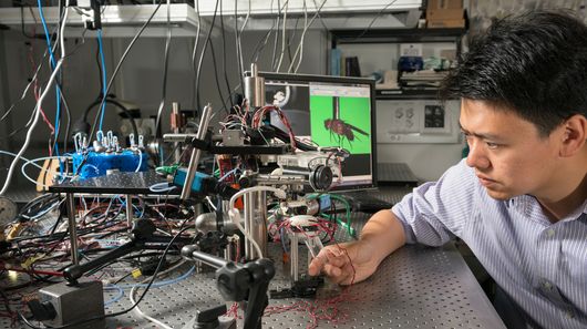 斯坦福大学研发机器人“绑架”果蝇