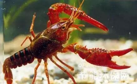 小龙虾中重金属物质含量检测:揭开小龙虾污水养殖的