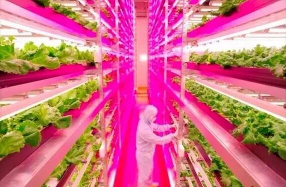 全球最顶级的11大高科技农场都使用LED光源