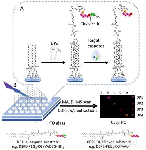 国内攻克maldi-ms检测难题 发展质谱成像分析新技术