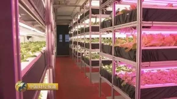 央视揭秘智能LED植物工厂技术发展