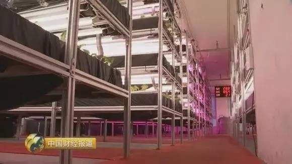 央视揭秘智能LED植物工厂技术发展