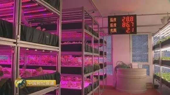 央视揭秘智能LED植物工厂技术