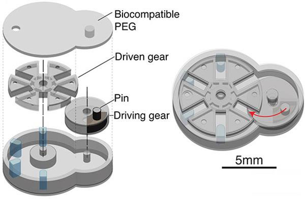 3D打印植入物biobots可以在体内分配药物剂量