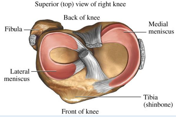 杜克大学发现可修复膝盖损伤的3D打印软骨材料