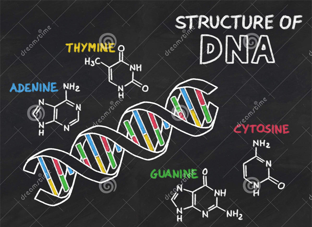 dna分子结构