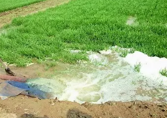 华山200多亩麦子遭污水灌溉  生活日报