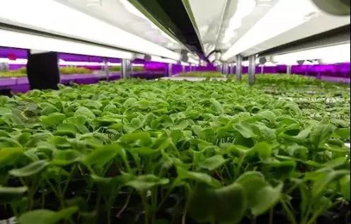 松下苏州植物工厂今年3月将正式卖菜 产量计划增至3倍
