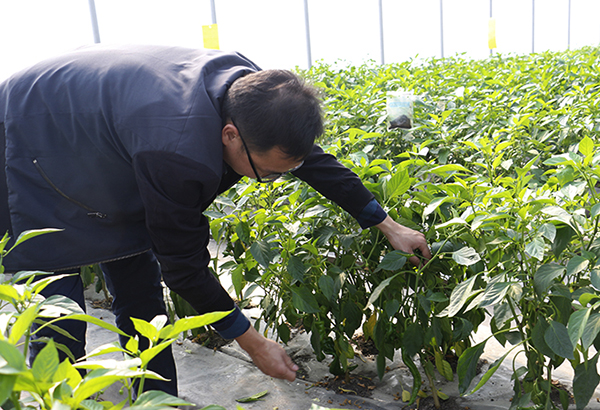 配备智能植物补光等 新疆高新植物工厂首批辣椒长成