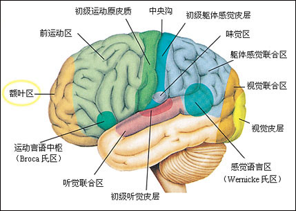 中国科学家首次解析人脑“中央处理器”，领先美国脑计划