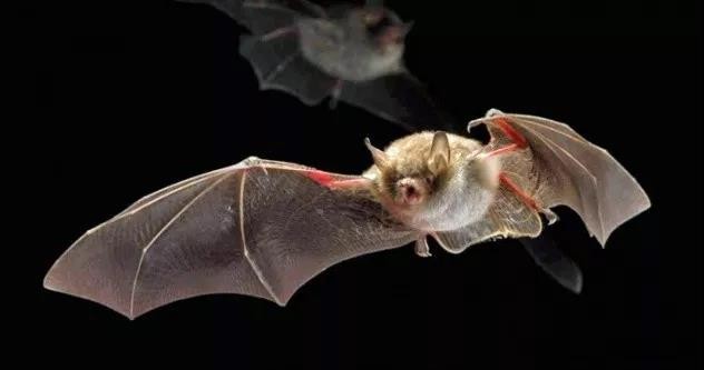 世界上第一個對蝙蝠友好的照明係統在荷蘭公開亮相