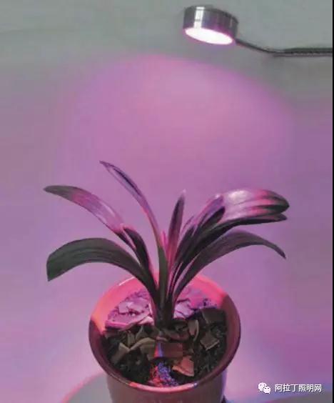 植物照明灯具现状及发展