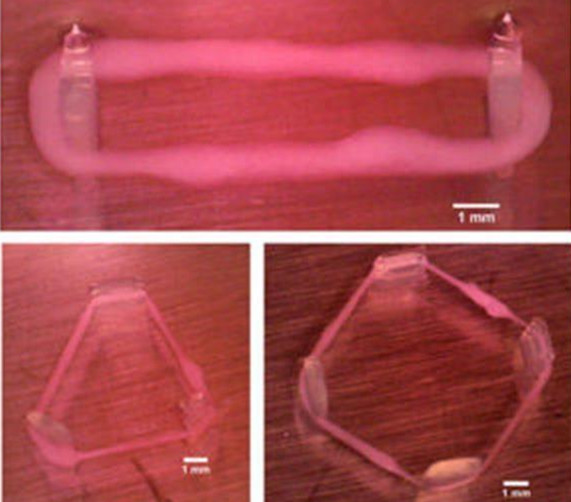 研究人员开发出生物3D打印功能肌肉组织