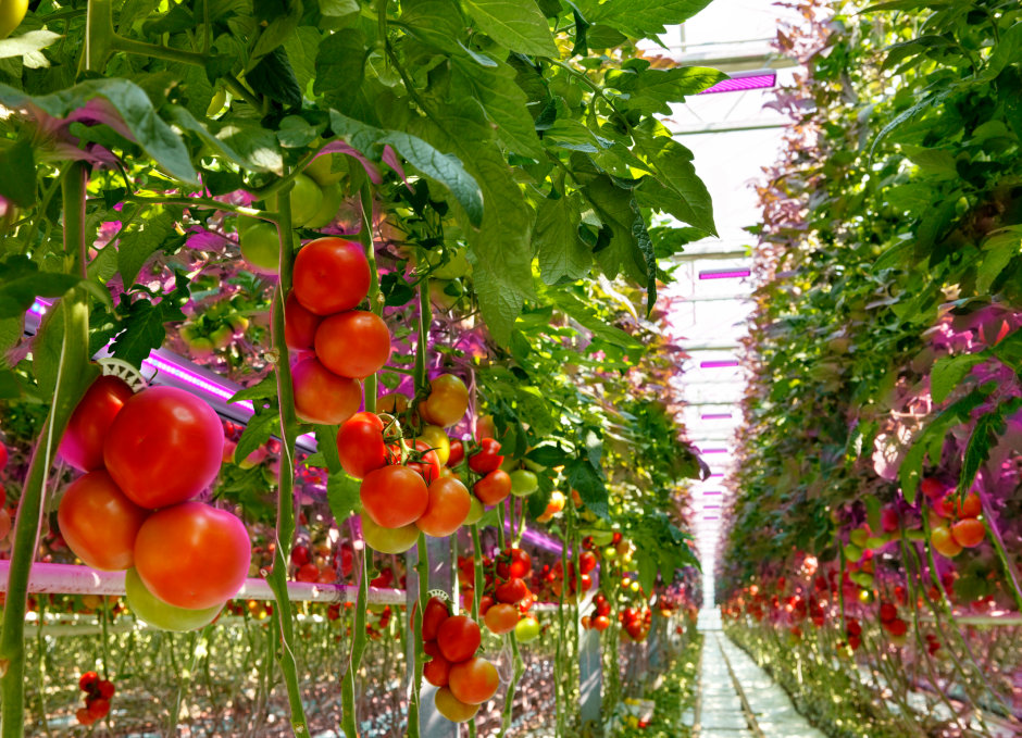 欧司朗植物照明技术保障全球新鲜食品供应