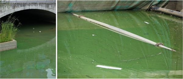 蔚绿产品湖卫氧成功治理无锡段一处蓝藻水华