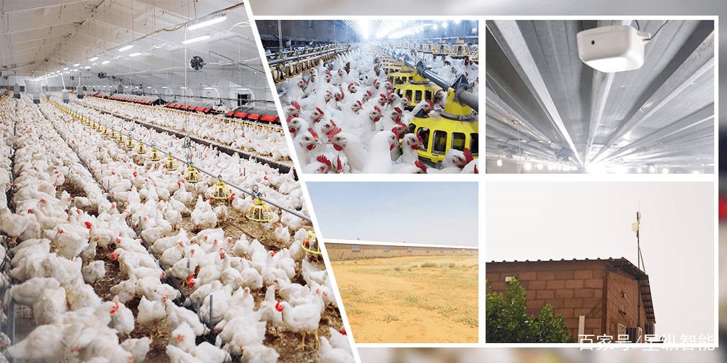物联网助力家禽养殖场环境监测，轻松实现智慧养殖