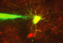 用算法分析图像，实现对神经元行为的精准“录像”研究
