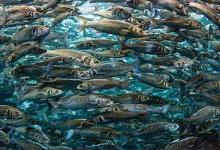 伦敦大学研究发现鱼类减阻重要线索，或将帮助飞行器阻力减少25%