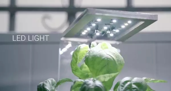 总是种不好植物？请试用这些LED植物生长灯！