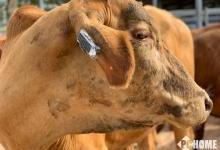 澳大利亚试点奶牛智能耳标 可追踪位置