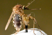 中国用军事雷达向蚊子“宣战”