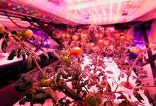 植物照明前景看好，科技巨头们跨行“种菜”