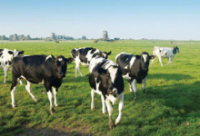 超声波测距传感器模块在畜牧业的应用