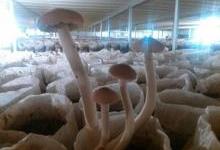 蘑菇养殖房中温湿度传感器的应用